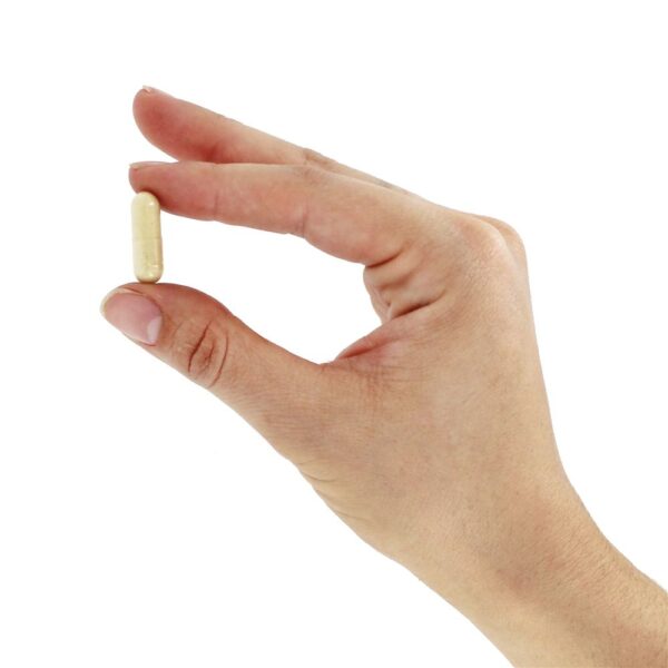 Comprar Shatavari Hormonal Balance - Cápsulas vegetarianas 90 Organic India - Imagem 5
