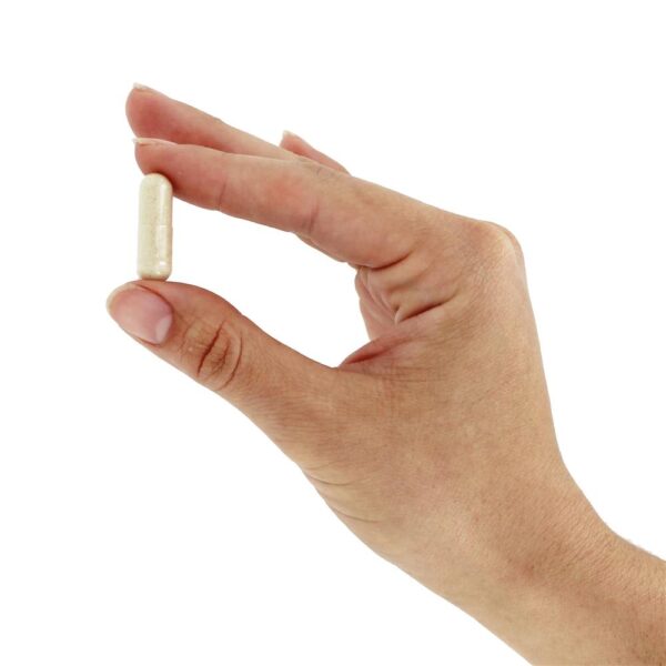 Comprar Cordyceps 750 mg. - Cápsulas vegetarianas 90 NOW Foods - Imagem 5