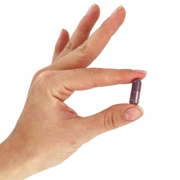 Comprar Extrato de sabugueiro 500 mg. - 120 Cápsula (s) vegetal (s) NOW Foods - Imagem 5