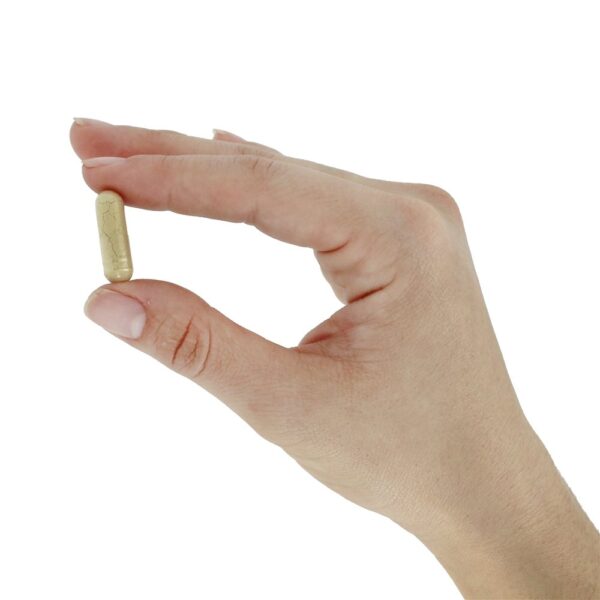 Comprar Raiz de Gengibre 550 mg. - Cápsulas 100 NOW Foods - Imagem 5