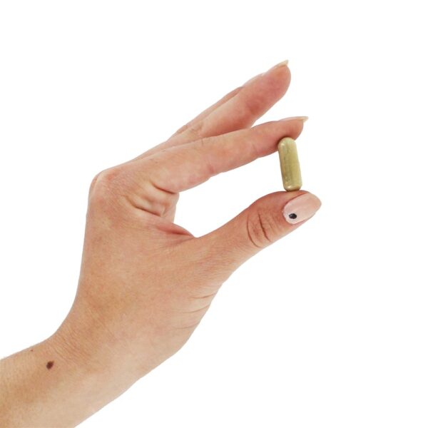 Comprar Folha de Oliveira 500 mg. - Cápsulas vegetarianas 100 Nature's Way - Imagem 5