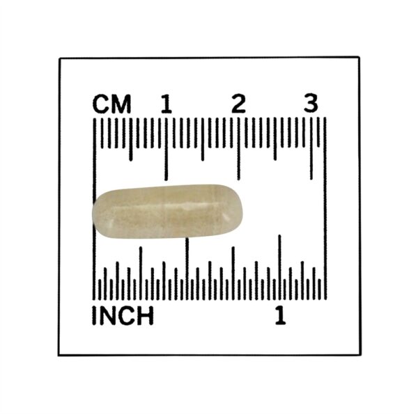 Comprar Nattokinase 100 mg. - 120 Cápsula (s) vegetal (s) NOW Foods - Imagem 4
