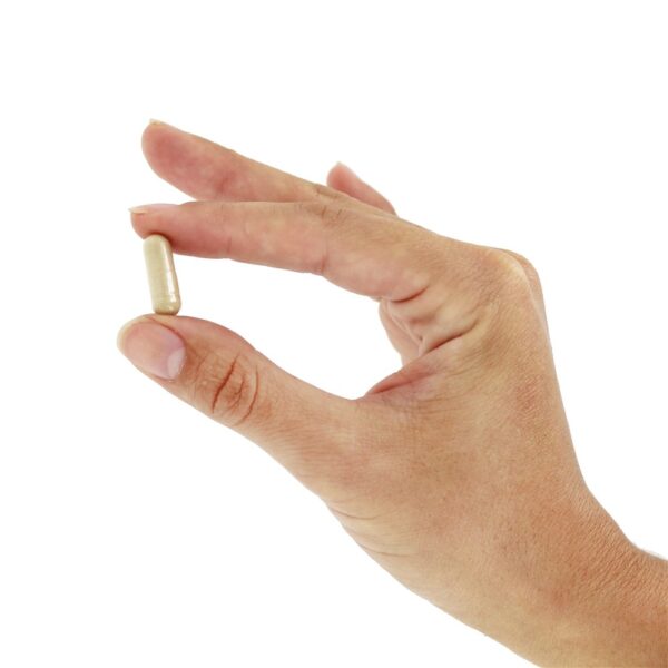 Comprar Depuradores Radicais Livres de Pycnogenol 30 mg. - 30 Cápsula (s) vegetal (s) NOW Foods - Imagem 5