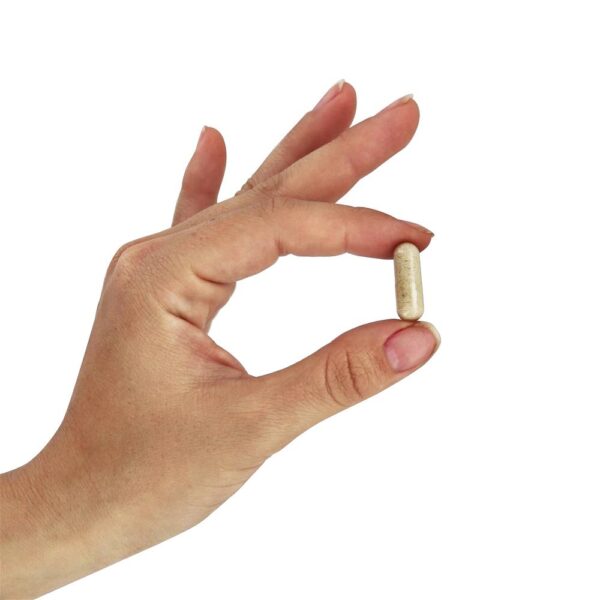Comprar Casca de Psyllium 500 mg. - 500 Cápsula (s) vegetal (s) NOW Foods - Imagem 5