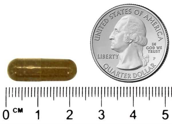 Comprar Fórmula do intestino inferior - Cápsulas vegetarianas 100 Dr. Christopher's Original Formulas - Imagem 4