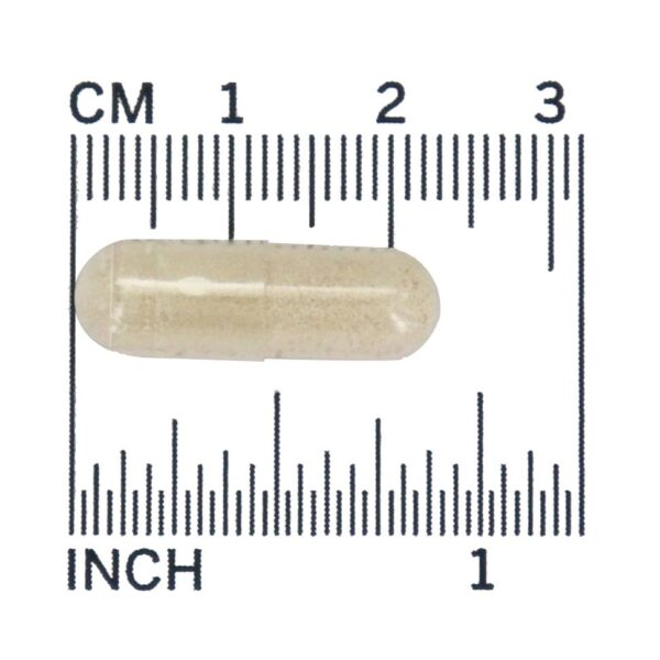 Comprar Saccharomyces Boulardii - 60 Cápsula (s) vegetal (s) NOW Foods - Imagem 4