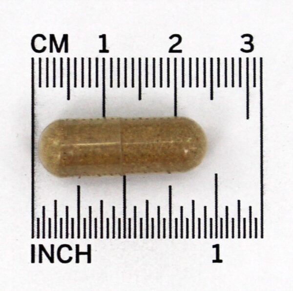 Comprar Vassoura de Carniceiro 470 mg. - Cápsulas vegetarianas 100 Nature's Way - Imagem 4
