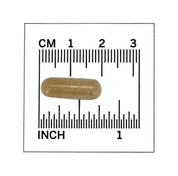 Comprar Depuradores Radicais Livres de Pycnogenol 30 mg. - 60 Cápsula (s) vegetal (s) NOW Foods - Imagem 4