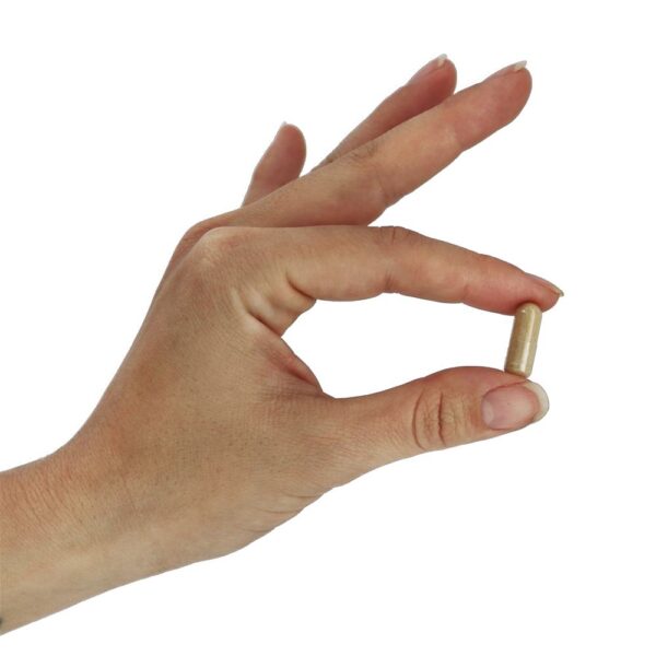 Comprar Depuradores Radicais Livres de Pycnogenol 30 mg. - 60 Cápsula (s) vegetal (s) NOW Foods - Imagem 5