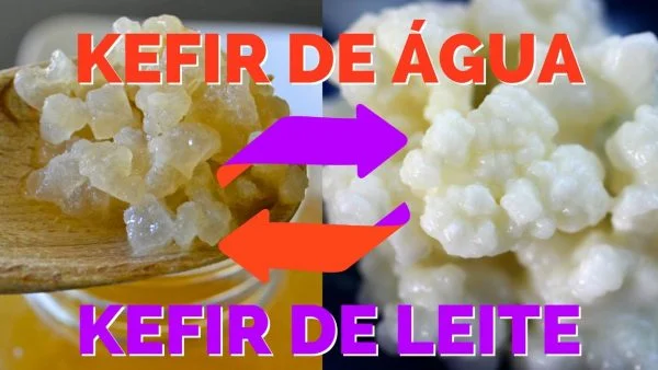 Combo – KEFIR DE LEITE + KEFIR DE ÁGUA – com Frete Grátis